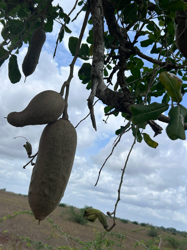 Sausage tree