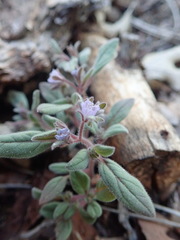 Phacelia austromontana
