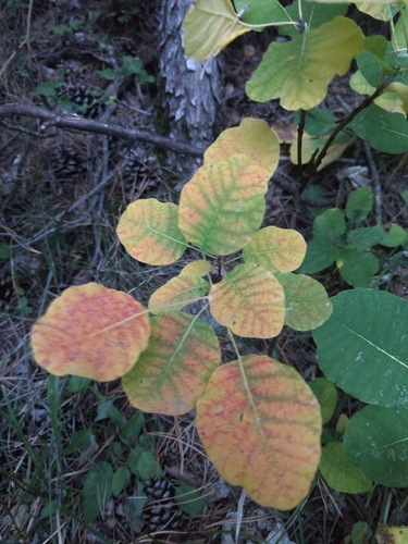 Smokebush