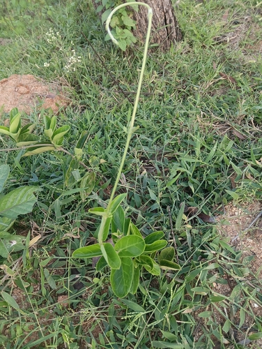 Vincetoxicum indicum, 2026-10-05