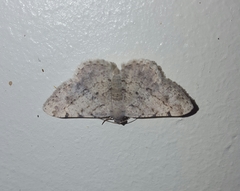 Geometridae