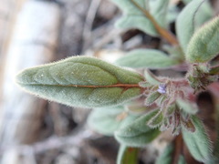 Phacelia austromontana