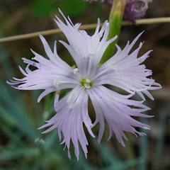 Dianthus plumarius neilreichii