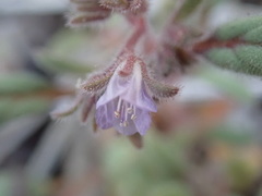 Phacelia austromontana