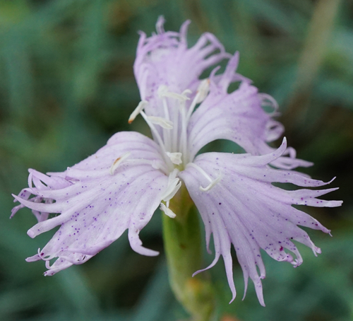 Image of Dianthus plumarius by (c) Patrick Hacker, some rights reserved (CC BY)