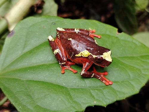 Dendropsophus sarayacuensis, 2026-10-02