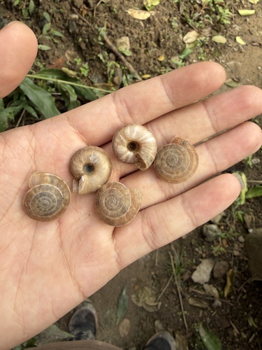 Laeocathaica carinifera