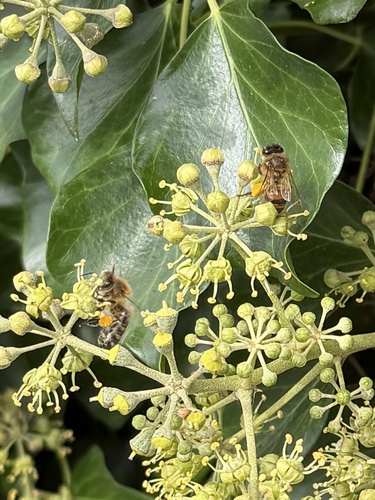 Western Honey Bee
