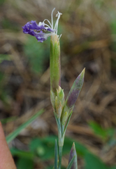Dianthus plumarius neilreichii