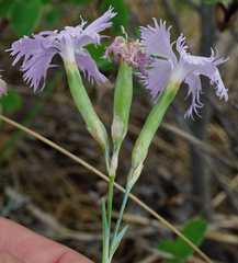 Dianthus plumarius neilreichii