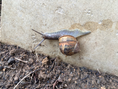 Garden Snail
