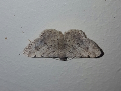 Geometridae
