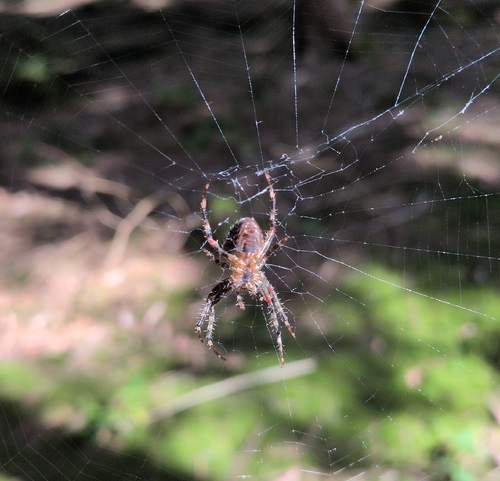 Cross Orbweaver