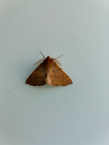 Feathered Thorn