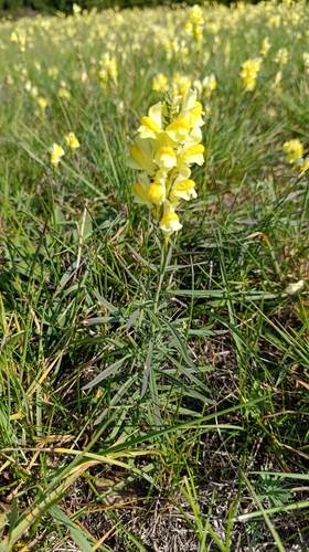 common toadflax
