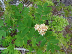 Sorbus sitchensis grayi