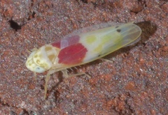 Eratoneura osborni