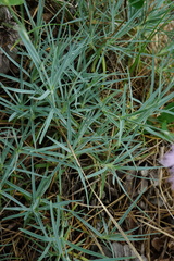 Dianthus plumarius neilreichii