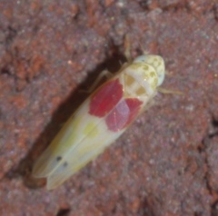 Eratoneura osborni