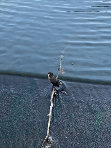 Great Cormorant