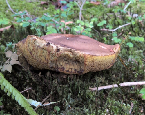 Bay Bolete