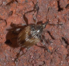 Nanodactylus obesulus