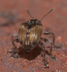 Nanodactylus obesulus