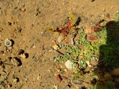 Euphorbia polycarpa polycarpa