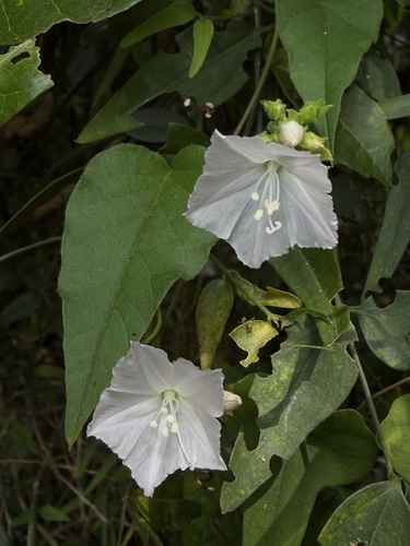 Jacquemontia paniculata observed 2026-10-05