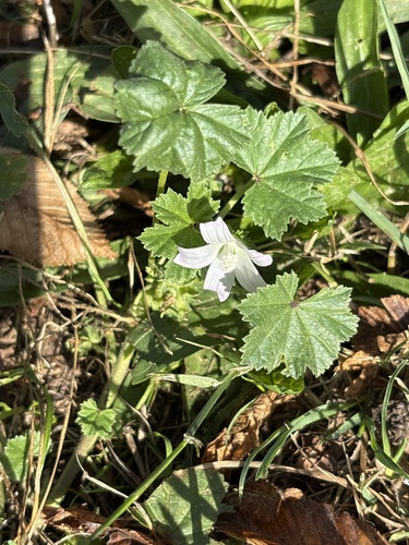 dwarf mallow