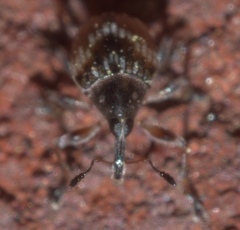 Nanodactylus obesulus