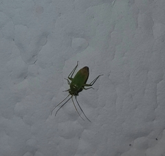 Miridae