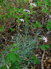 Dianthus plumarius neilreichii