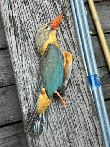 Stork-billed Kingfisher