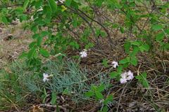 Dianthus plumarius neilreichii