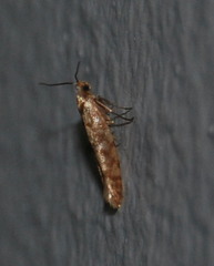 Argyresthia alternatella