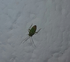 Miridae