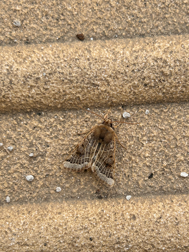 Lunar Underwing