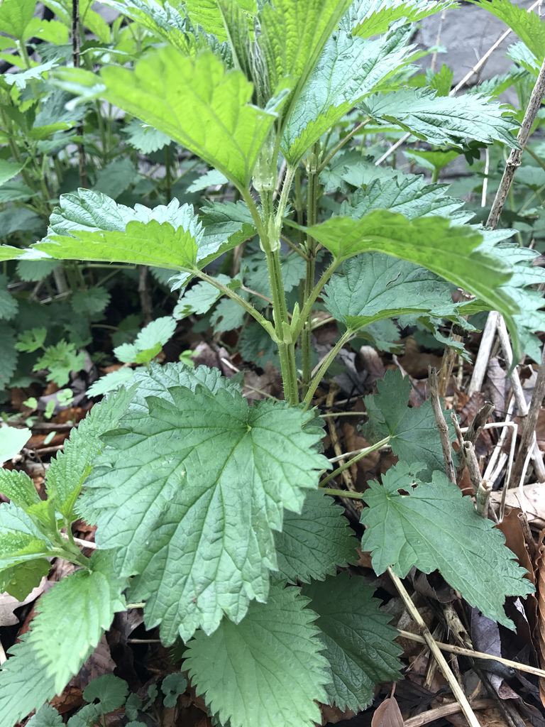 great stinging nettle in April 2017 by Shannon Trubatch · iNaturalist