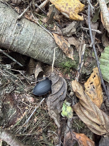 Leather Beetle
