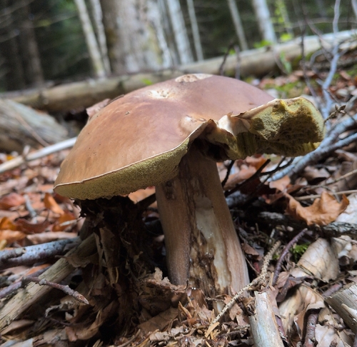 King Bolete