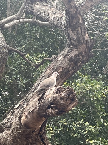 iNaturalist image