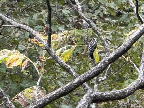 Japanese Pygmy Woodpecker