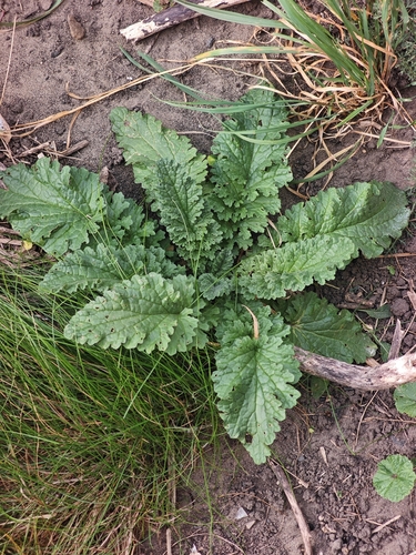 ragwort