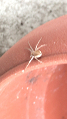 Philodromus dispar