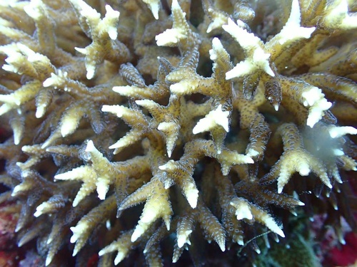 Seriatopora hystrix observed 2026-10-04