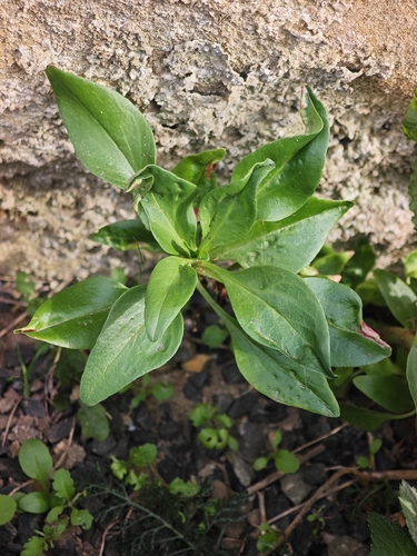Red Valerian