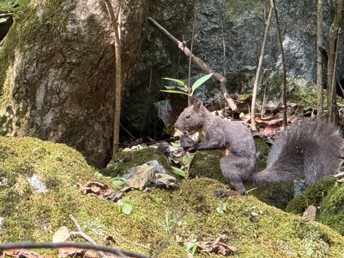 Eurasian Red Squirrel
