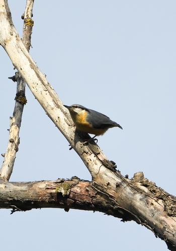 Eurasian Nuthatch