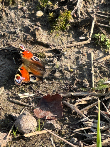 European Peacock Butterfly